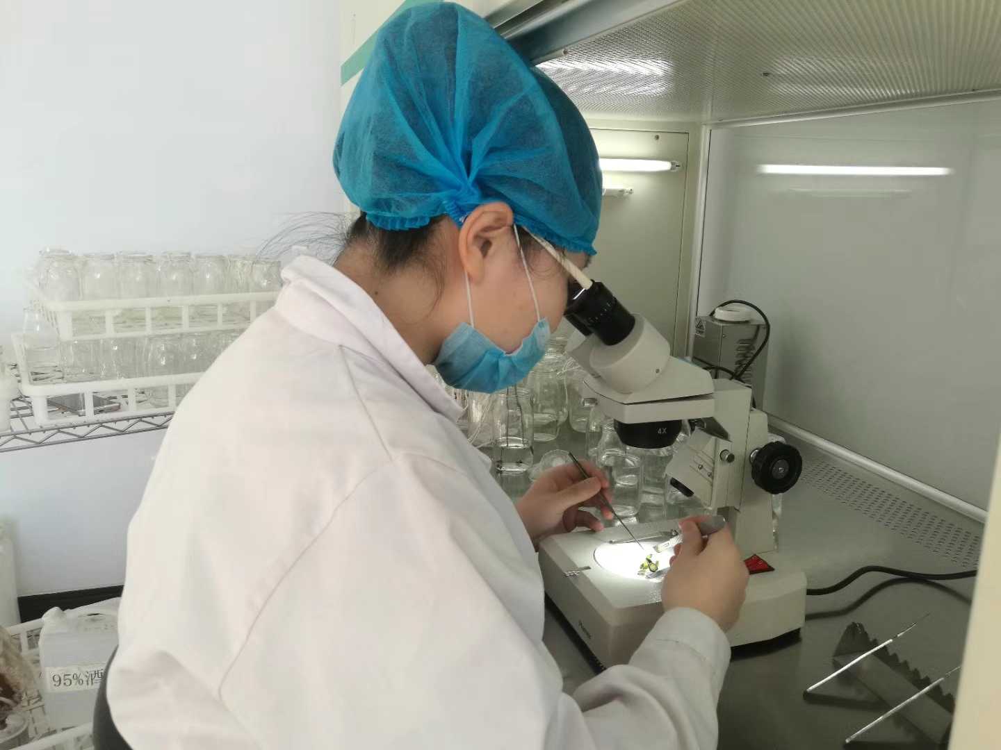 糖心LOGO视频免费观看苗，糖心LOGO视频免费观看，组织培养